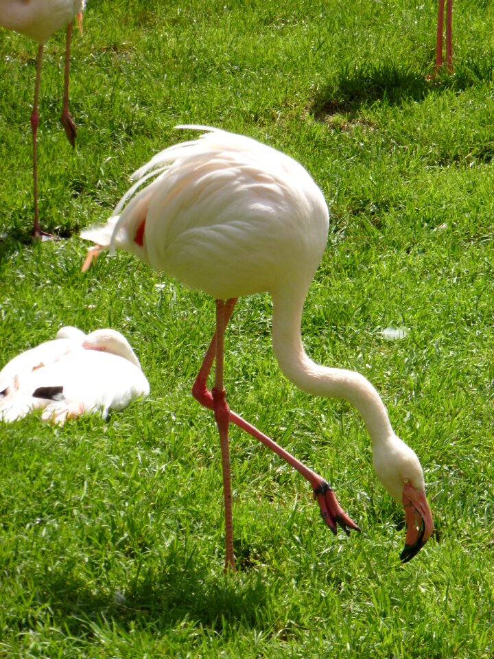 Flamingos bird zoo