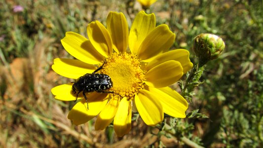 Nature flower spring