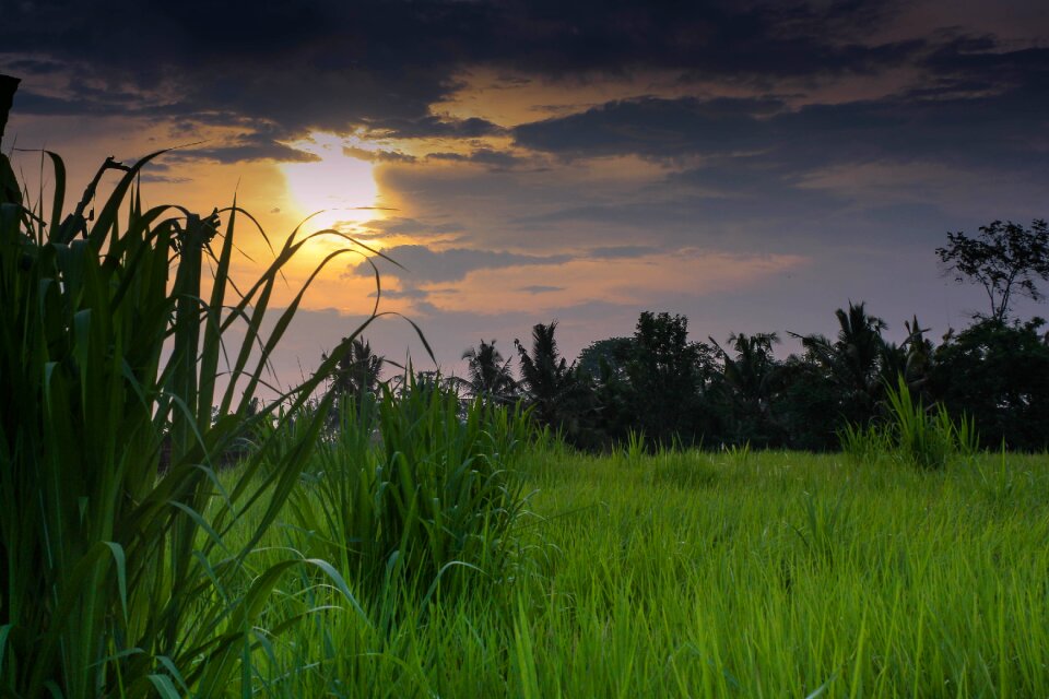 Sunset colors paddies