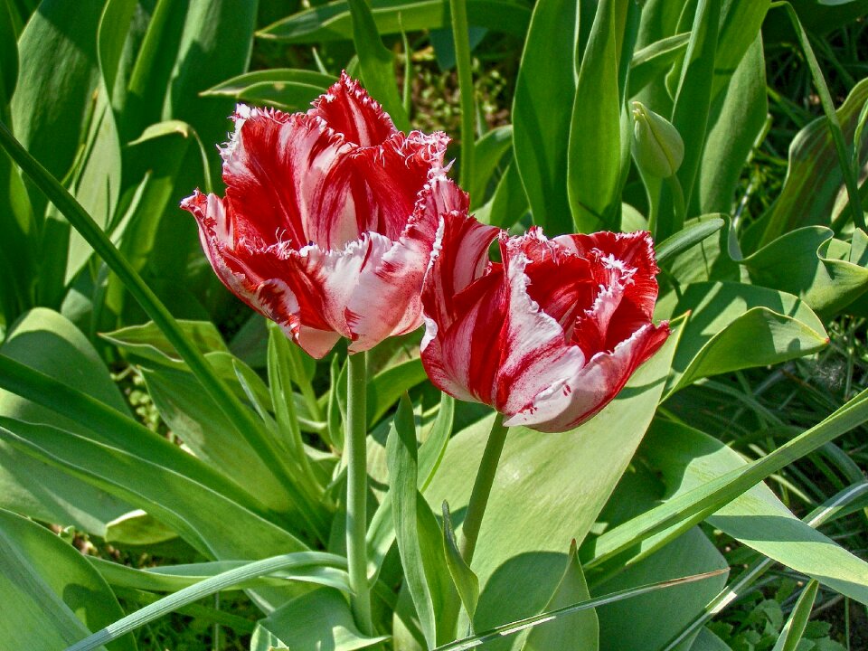 Red and white flower spring