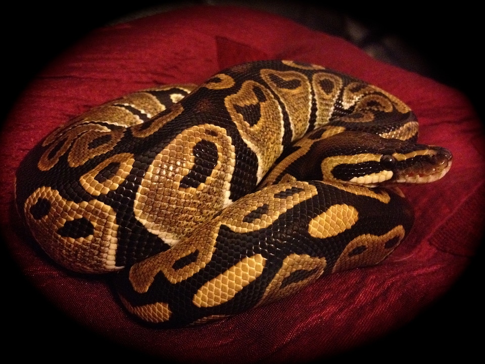 Reptile python animal