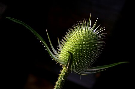 Nature microphone thistle