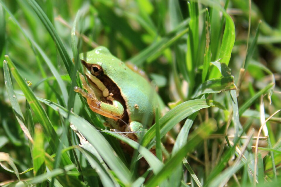 Animal amphibian nature