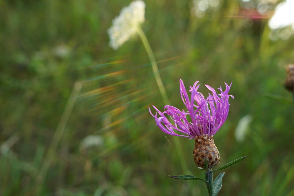 Twilight nature spring