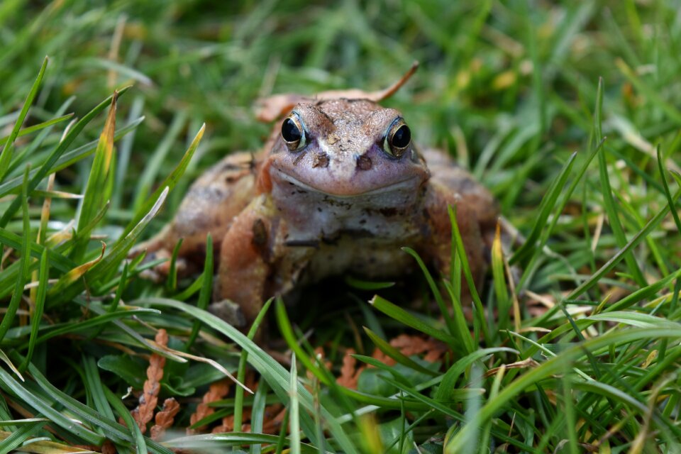 The frog nature amphibian