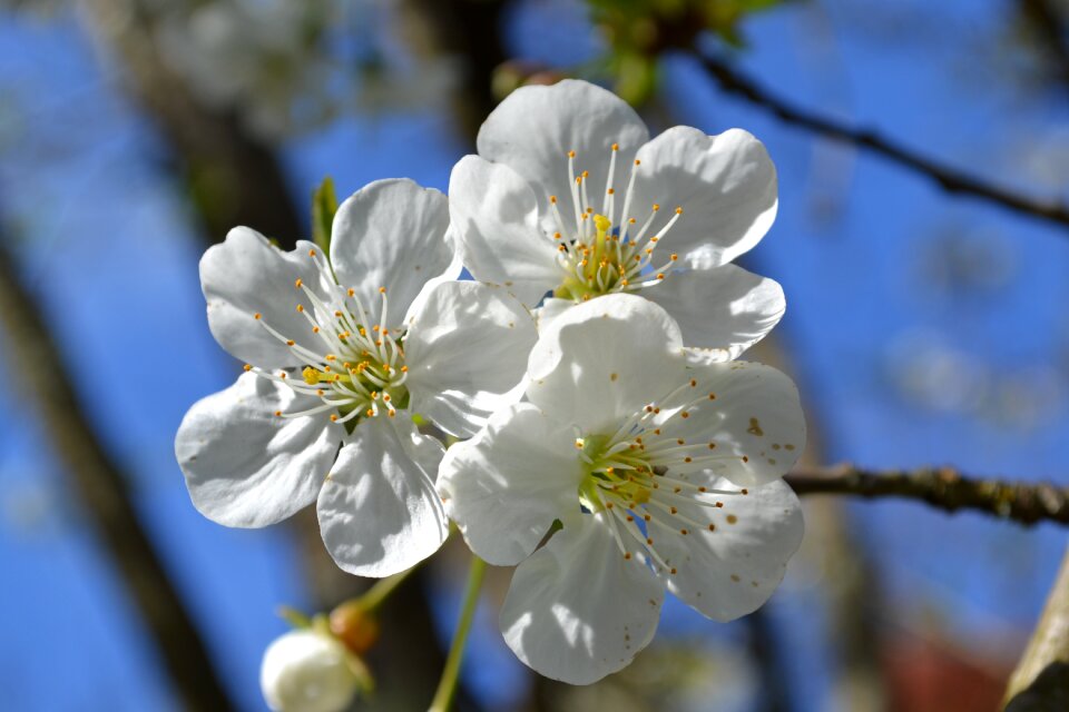 White fiorii cherry bloom