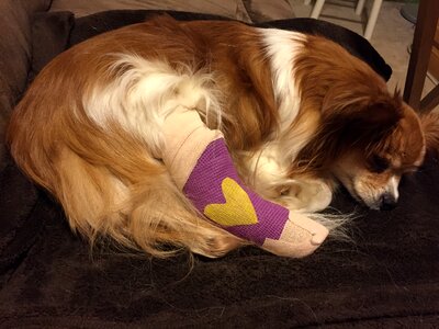 Broken pet animal