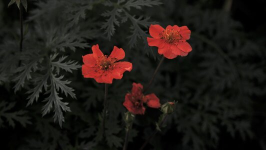 Flower lunar night
