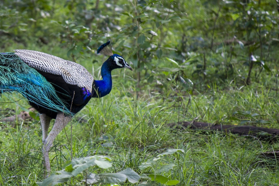Male plumage jungle