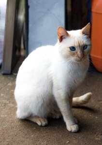 Cat biritiba mirim