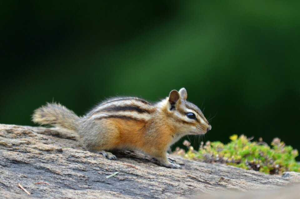 Animal nature wild