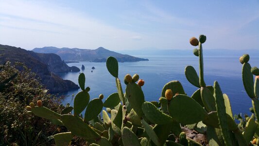 Island prickly pears costa