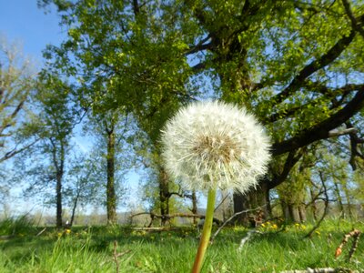 Summer nature