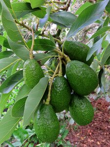 Green organic natural