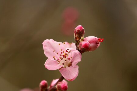 Wild pink beautiful photo