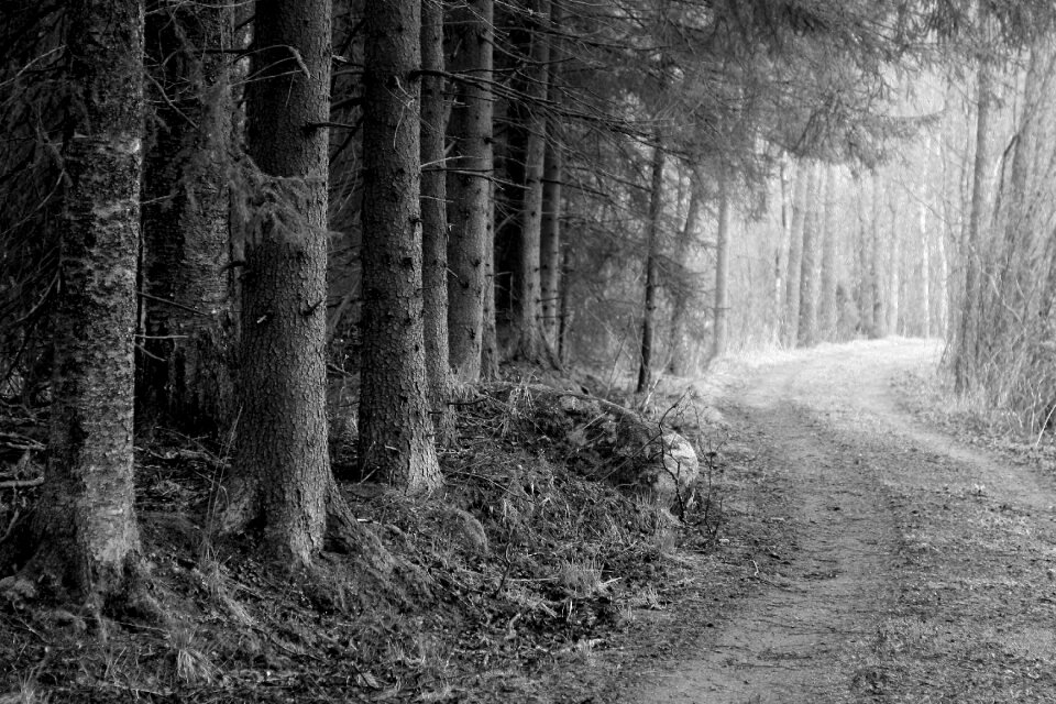 Road through the woods forest road b w photo