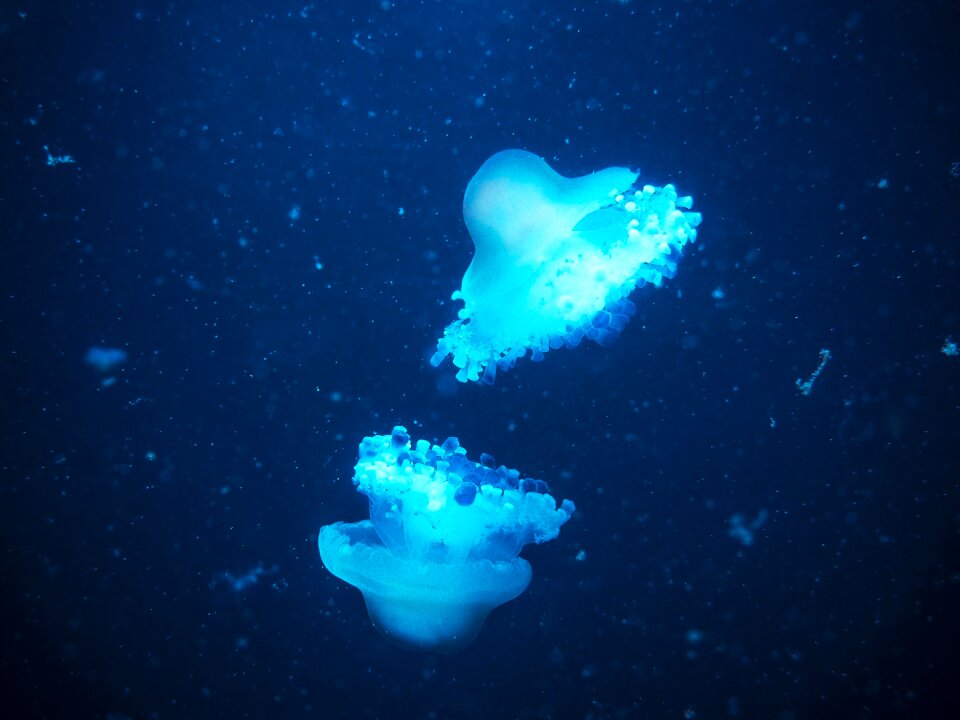 Blue aquarium water