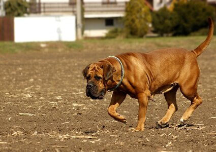 Puppy to the south mammal