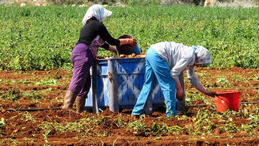 Harvest vegetable food