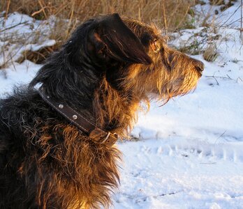 Pet snow winter