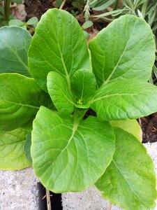 Vegetable paksoi organic