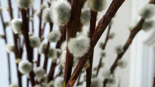 Nature plant bloom