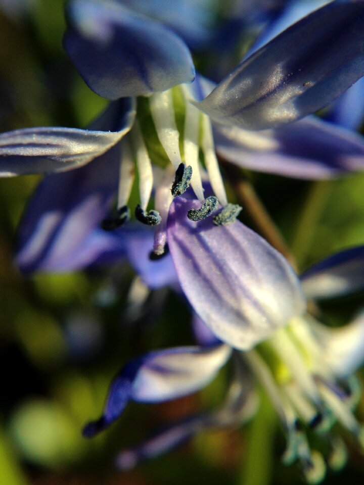 Stamen nature spring
