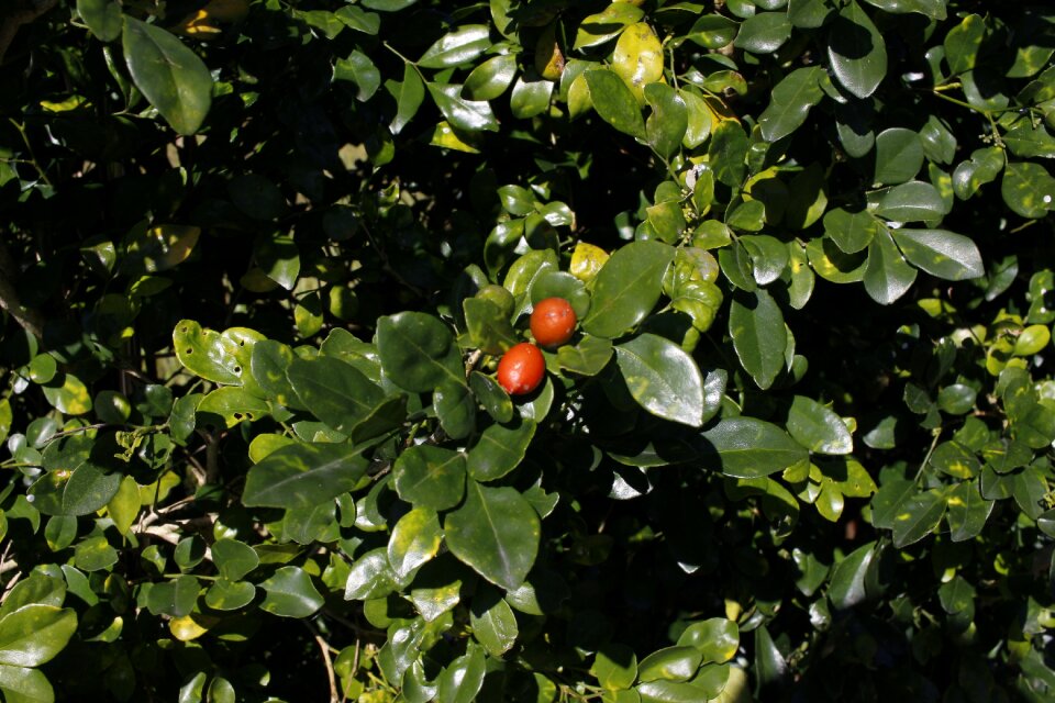 Views underbrush foliage