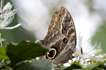 Exotic tropics tropical photo