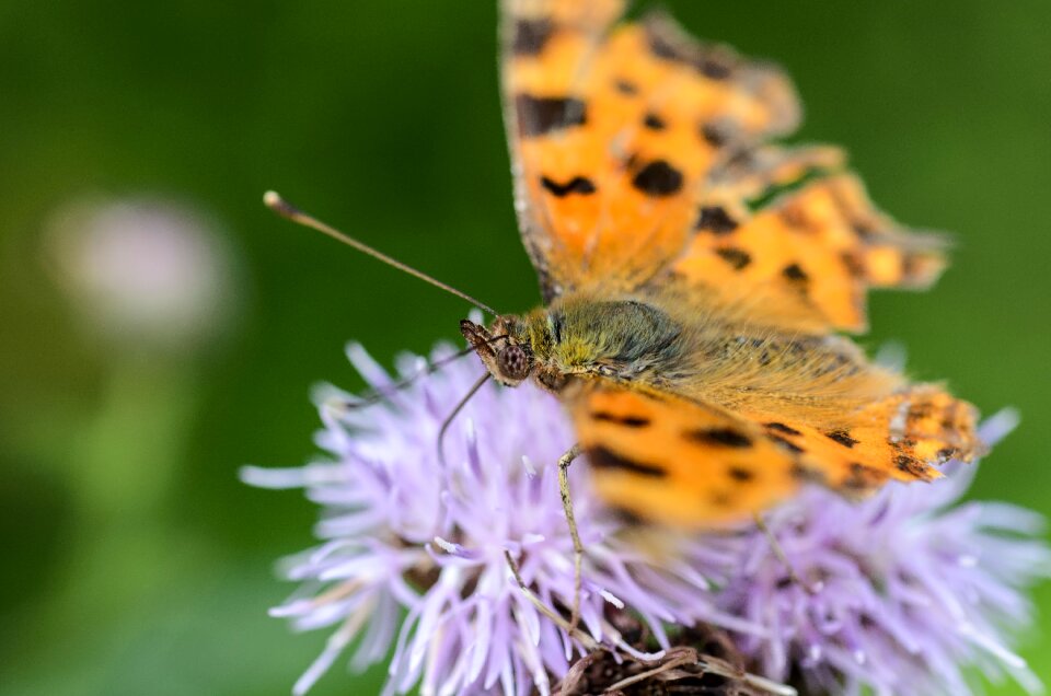 Nature insect plant photo