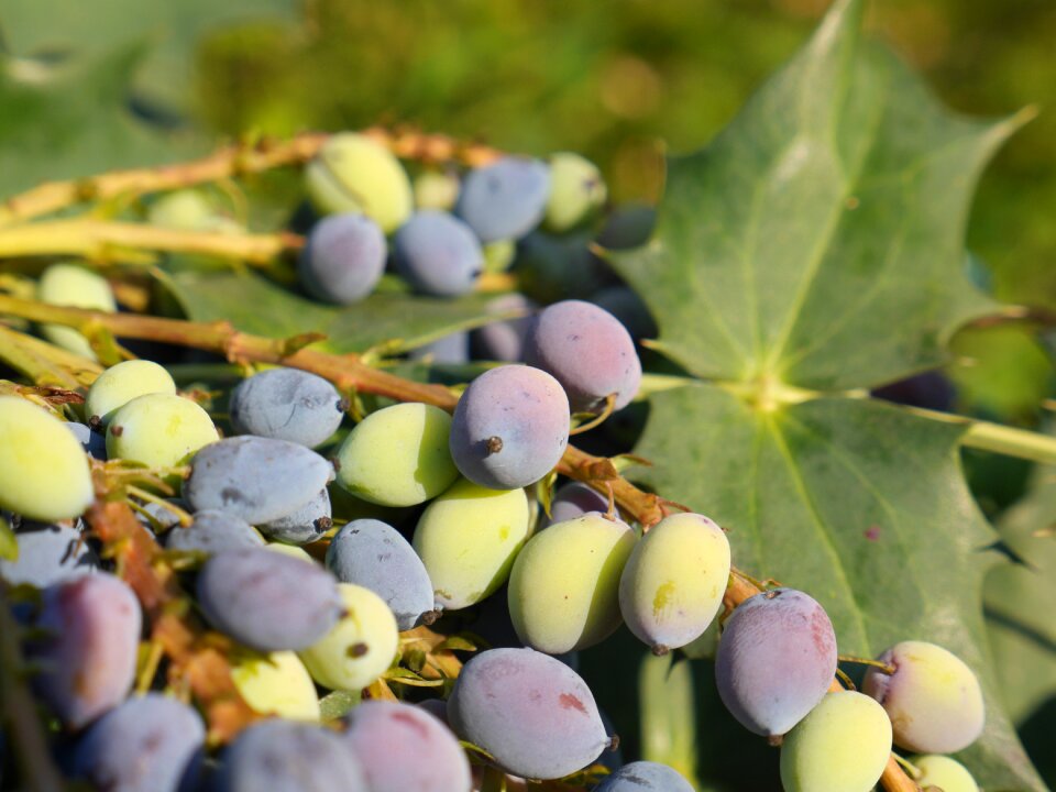 Mature fruit fruits of the forest