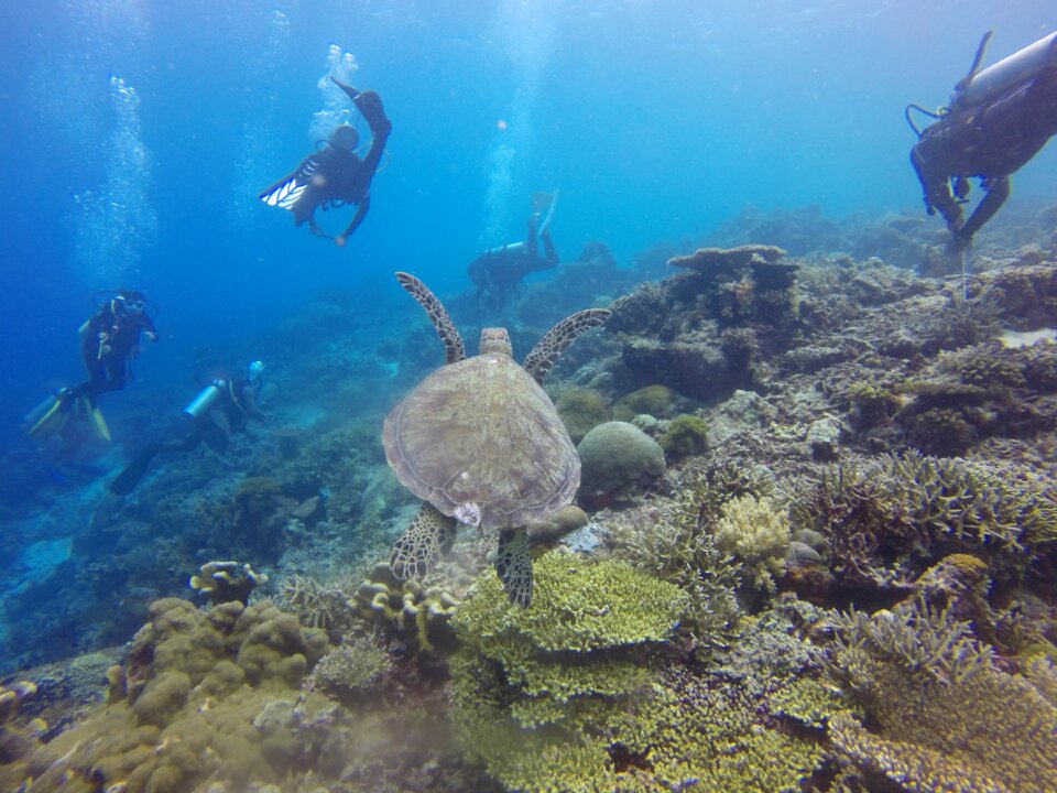 Diver turtle green turtle