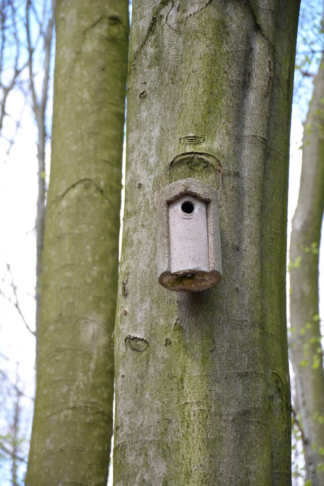 Nature beech tree