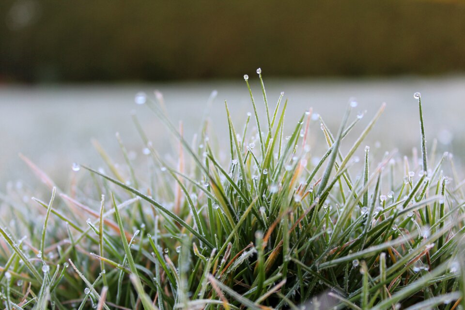 Dew blades of grass morgentau
