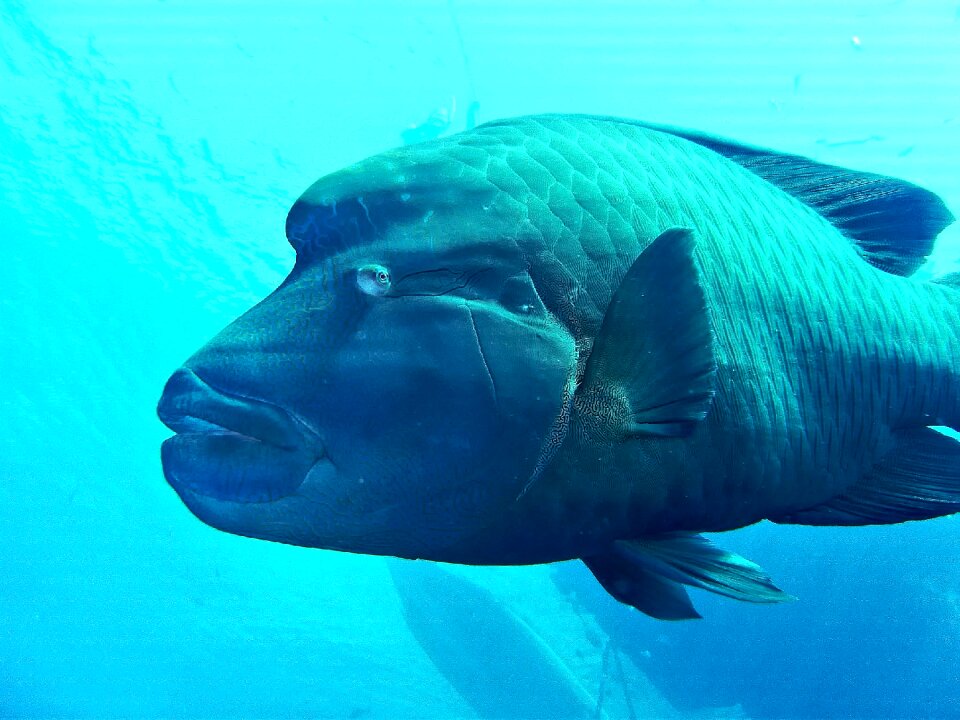 Fish napoleon underwater photo