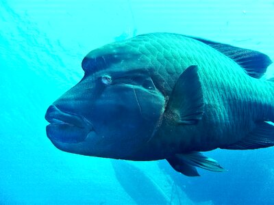 Fish napoleon underwater photo