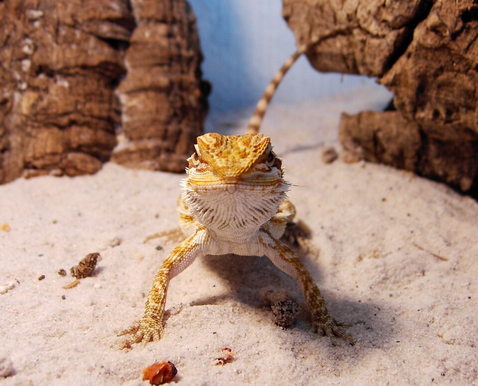 Bearded dragon reptile pogona vitticeps