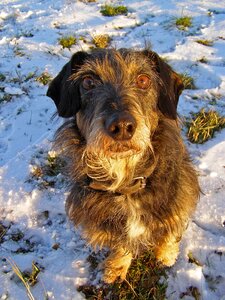 Pet snow winter