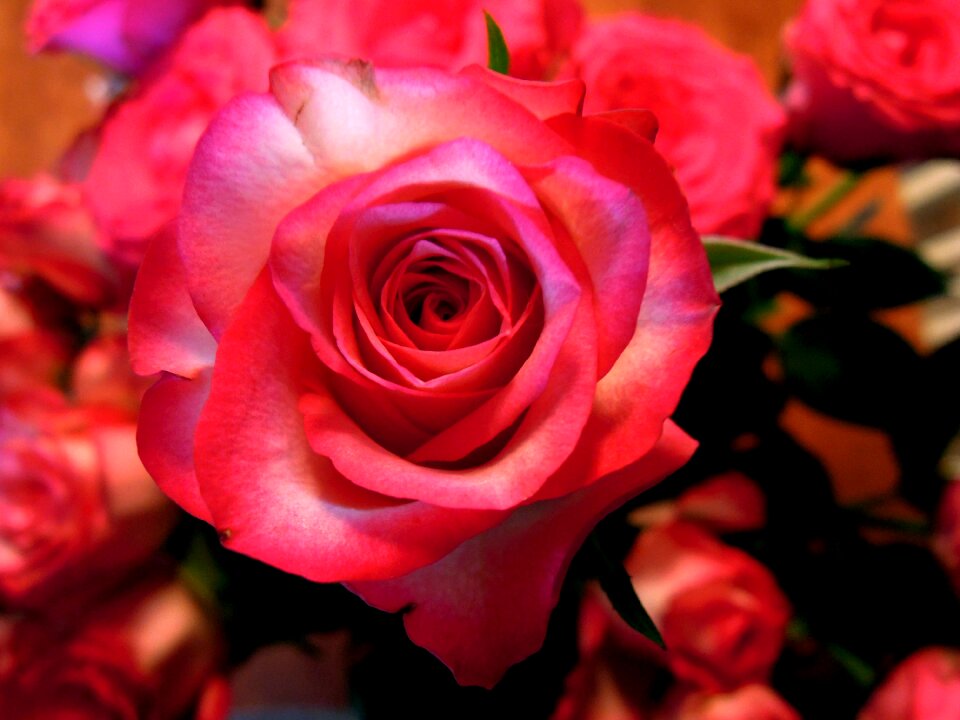 Corsage flower plant
