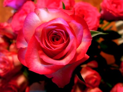 Corsage flower plant
