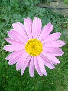 Pink flowers petals