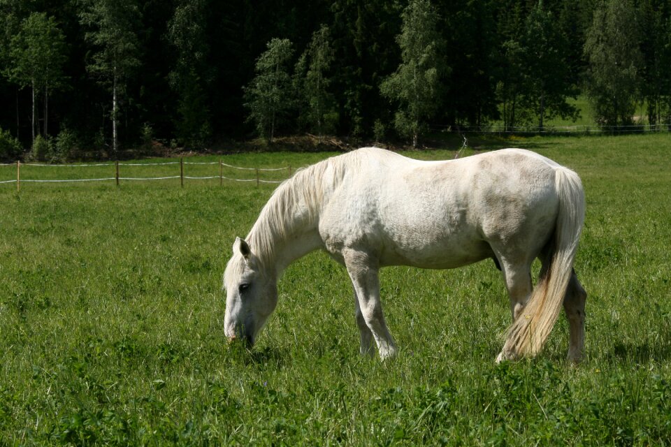 White horse summer pasture whitehorse