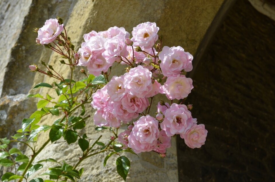 Pink flowers rose