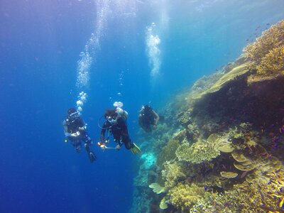 Diver coral reef