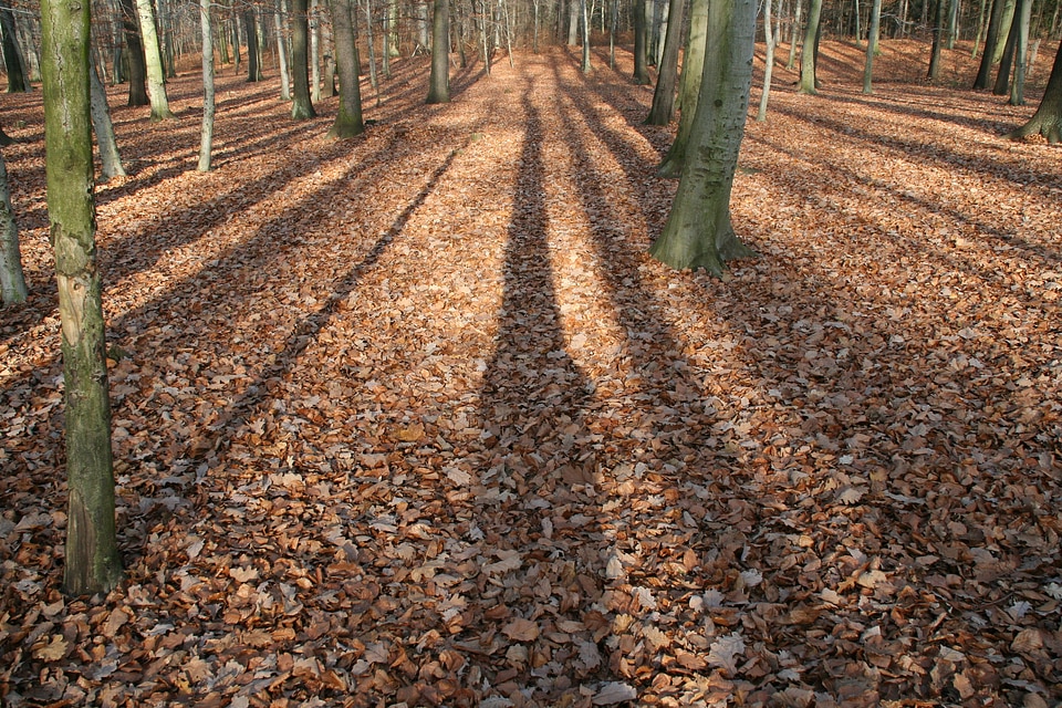 Shadow leaves tree trunks