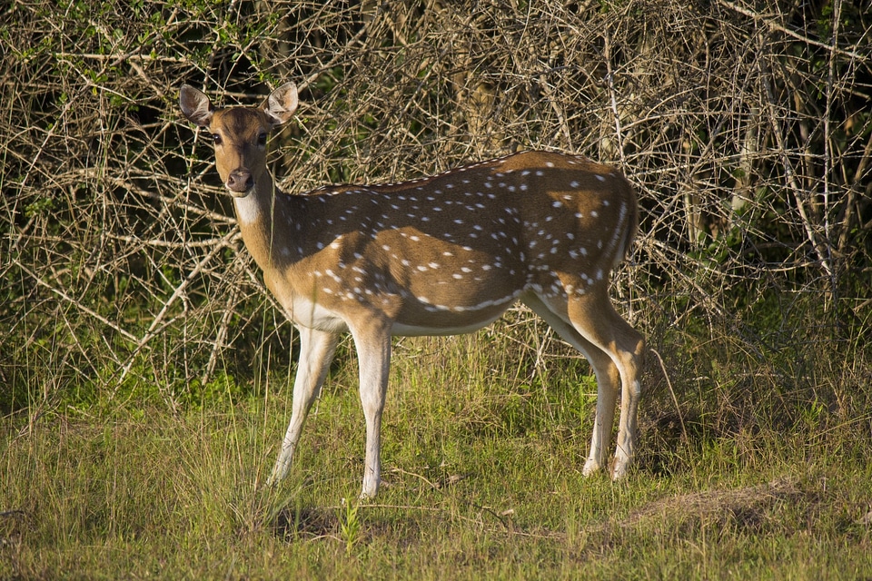 Brown wildlife nature