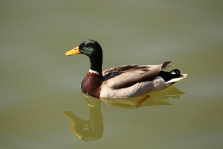 Waterfowl swim bird