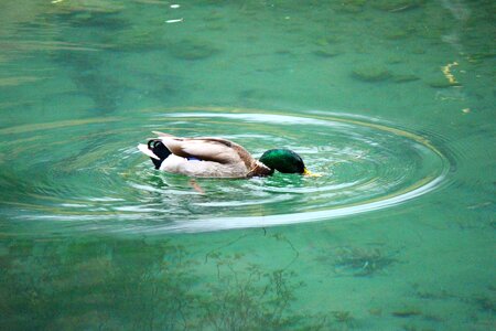 Water waters duck