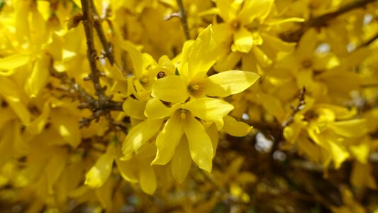 Nature plant bloom