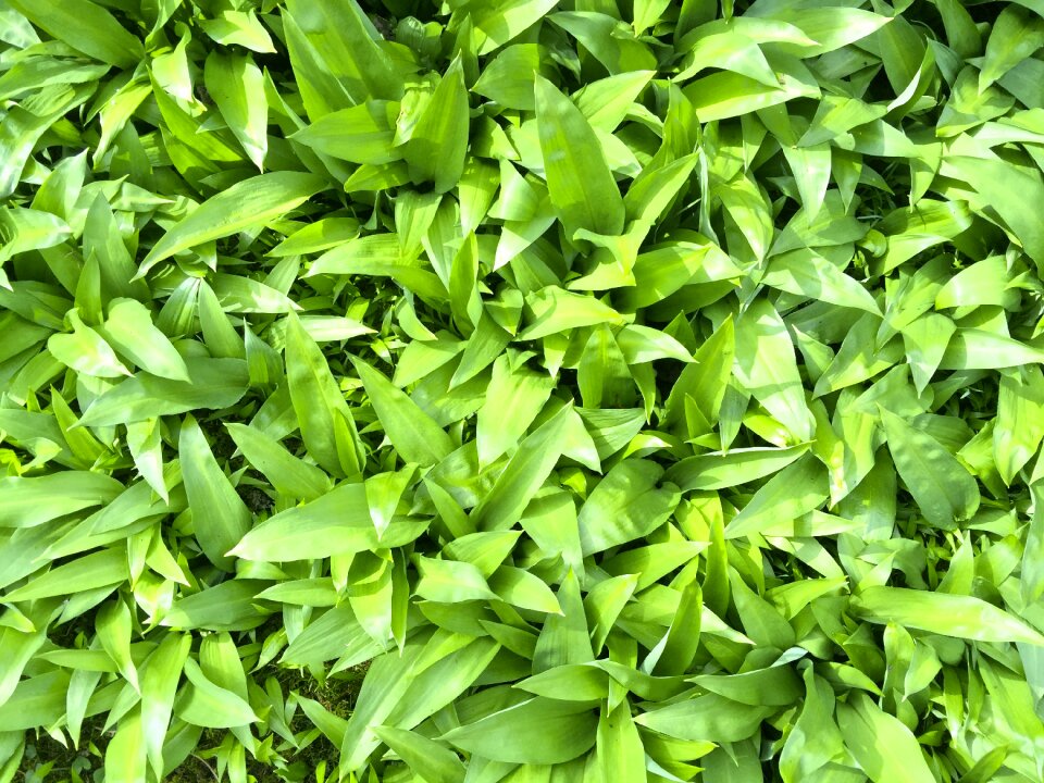 Bear's garlic allium ursinum leaves